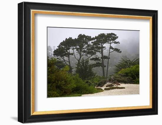 California, Carmel by the Sea. Coastal Trees of Carmel by the Sea-Kymri Wilt-Framed Photographic Print