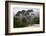 California, Carmel by the Sea. Coastal Trees of Carmel by the Sea-Kymri Wilt-Framed Photographic Print