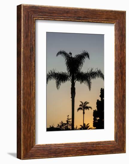 California, Carpinteria, Palm Tree Silhouettes at Sunset-Alison Jones-Framed Photographic Print