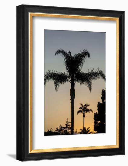 California, Carpinteria, Palm Tree Silhouettes at Sunset-Alison Jones-Framed Photographic Print