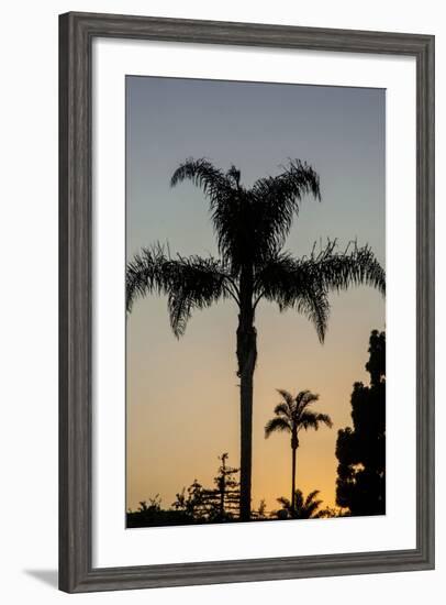 California, Carpinteria, Palm Tree Silhouettes at Sunset-Alison Jones-Framed Photographic Print