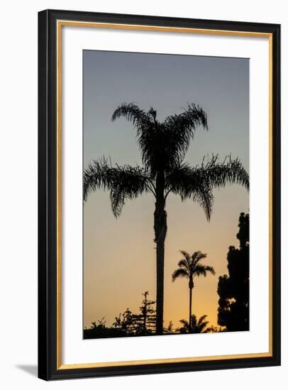 California, Carpinteria, Palm Tree Silhouettes at Sunset-Alison Jones-Framed Photographic Print