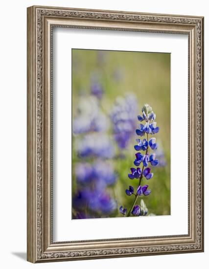 California Central Coast-Rob Sheppard-Framed Photographic Print