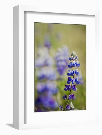 California Central Coast-Rob Sheppard-Framed Photographic Print