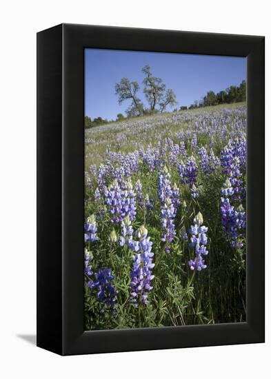 California Central Coast-Rob Sheppard-Framed Premier Image Canvas