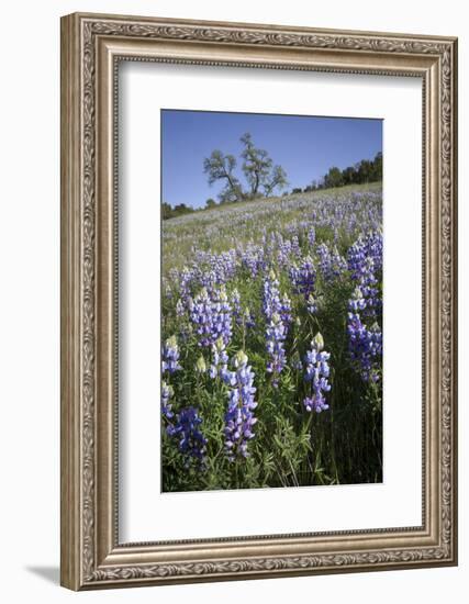 California Central Coast-Rob Sheppard-Framed Photographic Print