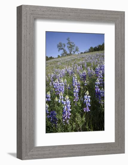 California Central Coast-Rob Sheppard-Framed Photographic Print