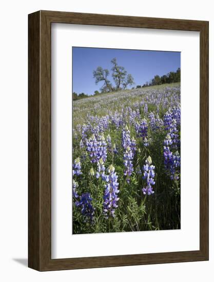 California Central Coast-Rob Sheppard-Framed Photographic Print