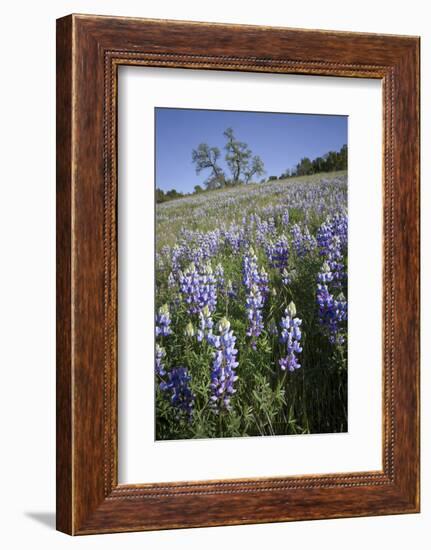 California Central Coast-Rob Sheppard-Framed Photographic Print