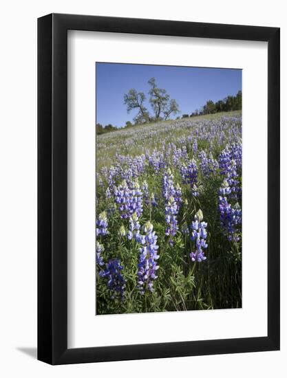 California Central Coast-Rob Sheppard-Framed Photographic Print