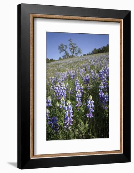 California Central Coast-Rob Sheppard-Framed Photographic Print