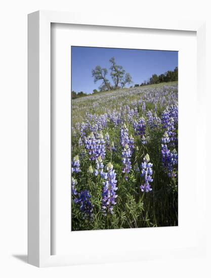 California Central Coast-Rob Sheppard-Framed Photographic Print