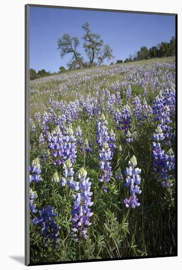 California Central Coast-Rob Sheppard-Mounted Photographic Print