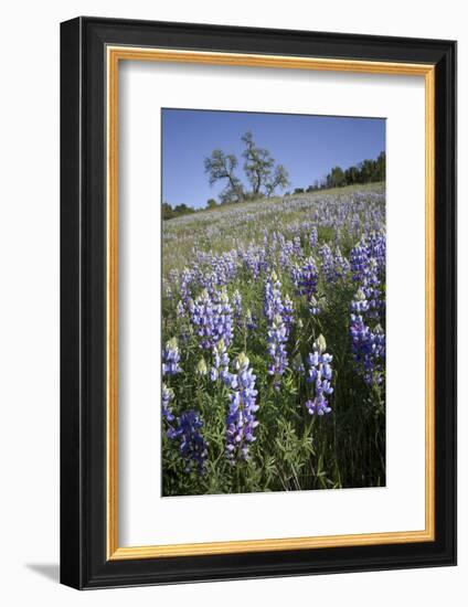 California Central Coast-Rob Sheppard-Framed Photographic Print