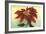 California Christmas, Poinsettia-null-Framed Art Print