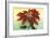 California Christmas, Poinsettia-null-Framed Art Print