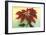 California Christmas, Poinsettia-null-Framed Art Print