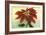 California Christmas, Poinsettia-null-Framed Art Print