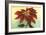 California Christmas, Poinsettia-null-Framed Art Print