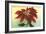 California Christmas, Poinsettia-null-Framed Art Print