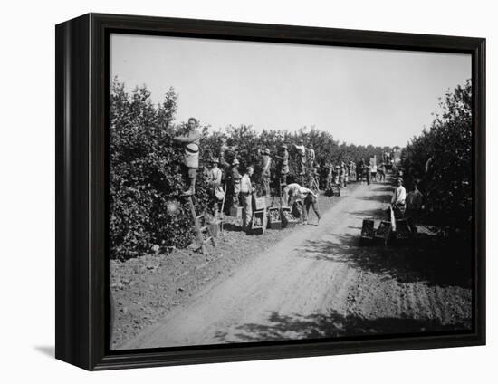 California Citrus Heritage Recording Project, Workers Harvesting Oranges, Riverside County, 1930-null-Framed Stretched Canvas