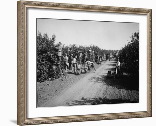 California Citrus Heritage Recording Project, Workers Harvesting Oranges, Riverside County, 1930-null-Framed Photo