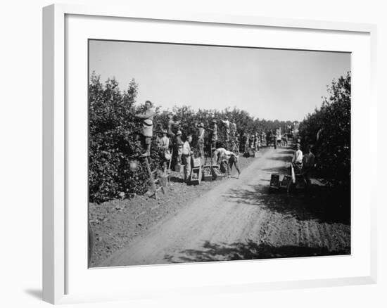 California Citrus Heritage Recording Project, Workers Harvesting Oranges, Riverside County, 1930-null-Framed Photo