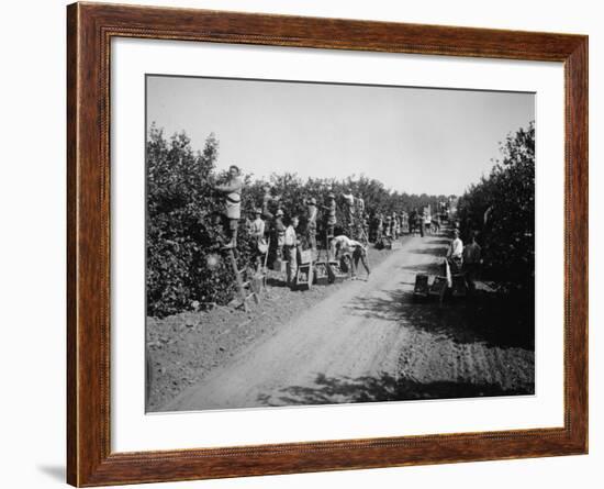 California Citrus Heritage Recording Project, Workers Harvesting Oranges, Riverside County, 1930-null-Framed Photo