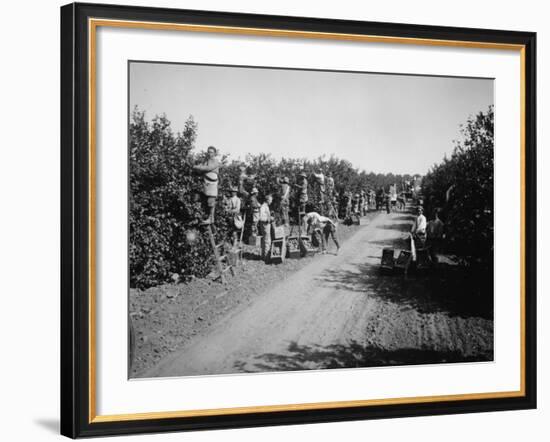 California Citrus Heritage Recording Project, Workers Harvesting Oranges, Riverside County, 1930-null-Framed Photo