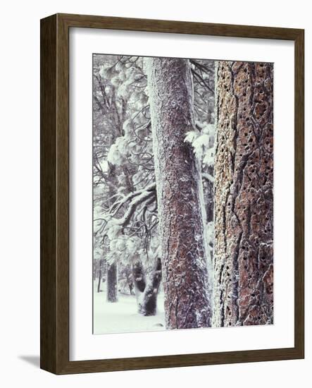 California, Cleveland NF, Acorn Holes on a Ponderosa Pine Tree-Christopher Talbot Frank-Framed Photographic Print