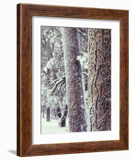 California, Cleveland NF, Acorn Holes on a Ponderosa Pine Tree-Christopher Talbot Frank-Framed Photographic Print