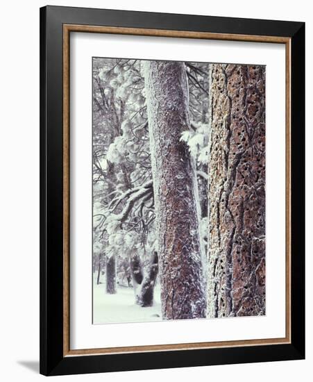 California, Cleveland NF, Acorn Holes on a Ponderosa Pine Tree-Christopher Talbot Frank-Framed Photographic Print