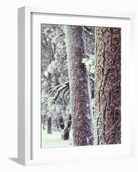 California, Cleveland NF, Acorn Holes on a Ponderosa Pine Tree-Christopher Talbot Frank-Framed Photographic Print