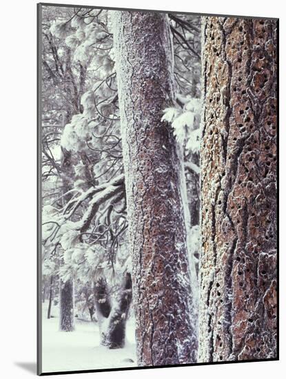 California, Cleveland NF, Acorn Holes on a Ponderosa Pine Tree-Christopher Talbot Frank-Mounted Photographic Print
