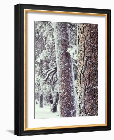 California, Cleveland NF, Acorn Holes on a Ponderosa Pine Tree-Christopher Talbot Frank-Framed Photographic Print