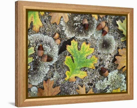 California, Cleveland NF, Acorns and Black Oak Leaves on a A Rock-Christopher Talbot Frank-Framed Premier Image Canvas