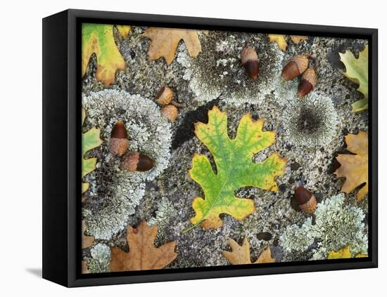 California, Cleveland NF, Acorns and Black Oak Leaves on a A Rock-Christopher Talbot Frank-Framed Premier Image Canvas