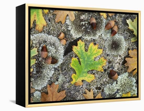 California, Cleveland NF, Acorns and Black Oak Leaves on a A Rock-Christopher Talbot Frank-Framed Premier Image Canvas