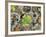 California, Cleveland NF, Acorns and Black Oak Leaves on a A Rock-Christopher Talbot Frank-Framed Photographic Print