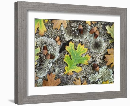 California, Cleveland NF, Acorns and Black Oak Leaves on a A Rock-Christopher Talbot Frank-Framed Photographic Print