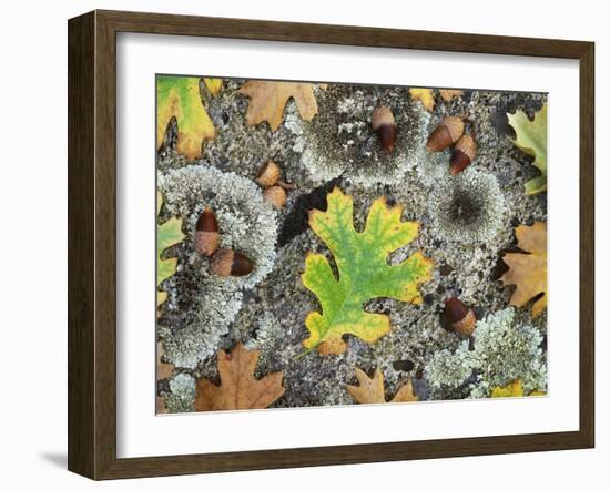 California, Cleveland NF, Acorns and Black Oak Leaves on a A Rock-Christopher Talbot Frank-Framed Photographic Print