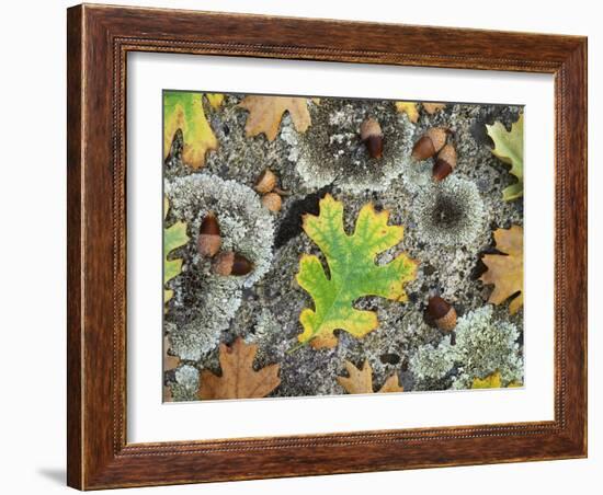 California, Cleveland NF, Acorns and Black Oak Leaves on a A Rock-Christopher Talbot Frank-Framed Photographic Print