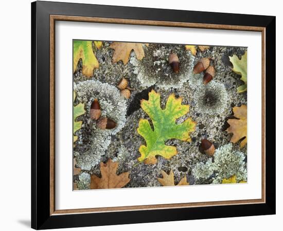 California, Cleveland NF, Acorns and Black Oak Leaves on a A Rock-Christopher Talbot Frank-Framed Photographic Print