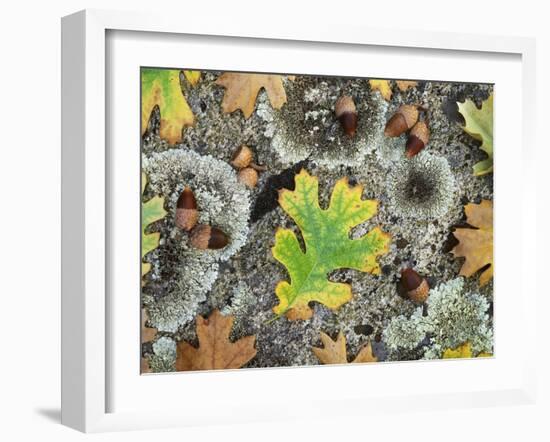 California, Cleveland NF, Acorns and Black Oak Leaves on a A Rock-Christopher Talbot Frank-Framed Photographic Print