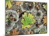 California, Cleveland NF, Acorns and Black Oak Leaves on a A Rock-Christopher Talbot Frank-Mounted Photographic Print