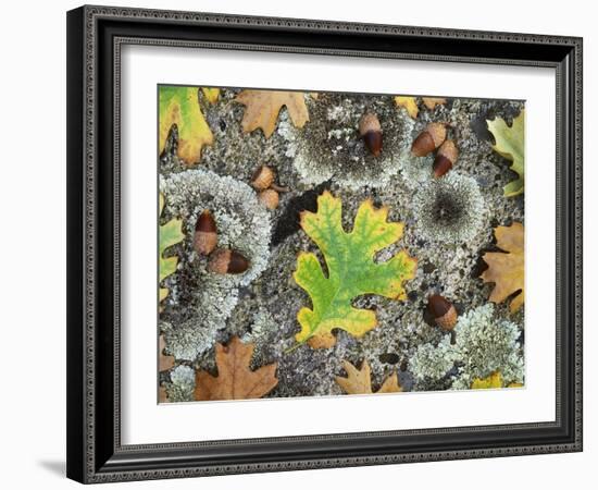 California, Cleveland NF, Acorns and Black Oak Leaves on a A Rock-Christopher Talbot Frank-Framed Photographic Print