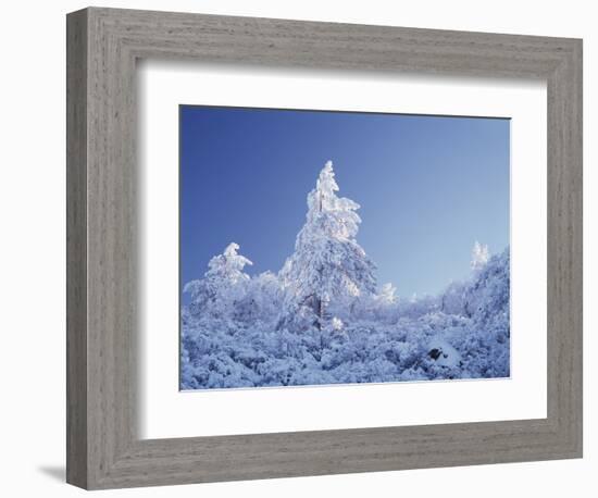 California, Cleveland Nf, Laguna Mountains, a Snow Covered Pine Tree-Christopher Talbot Frank-Framed Photographic Print