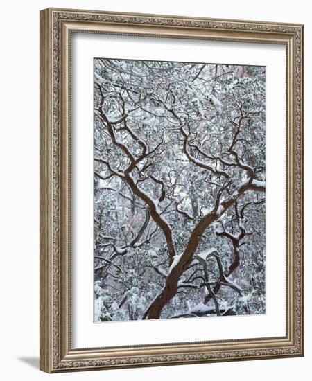 California, Cleveland Nf, Laguna Mountains, Snow Covered Manzanita-Christopher Talbot Frank-Framed Photographic Print