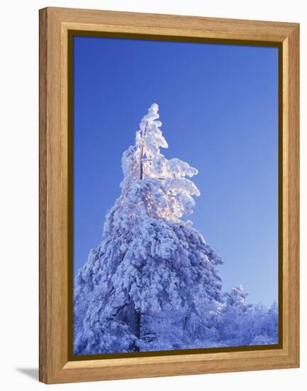 California, Cleveland Nf, Laguna Mountains, Snow Covered Pine Tree-Christopher Talbot Frank-Framed Premier Image Canvas