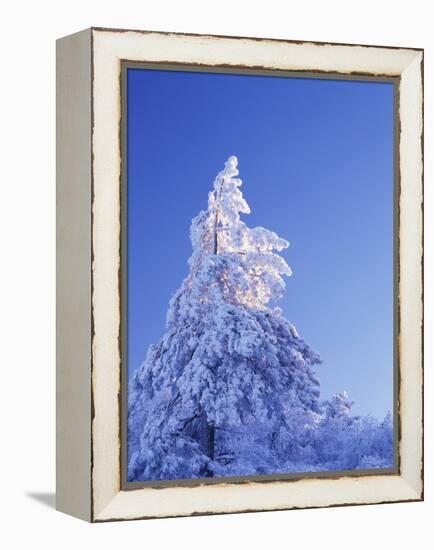 California, Cleveland Nf, Laguna Mountains, Snow Covered Pine Tree-Christopher Talbot Frank-Framed Premier Image Canvas